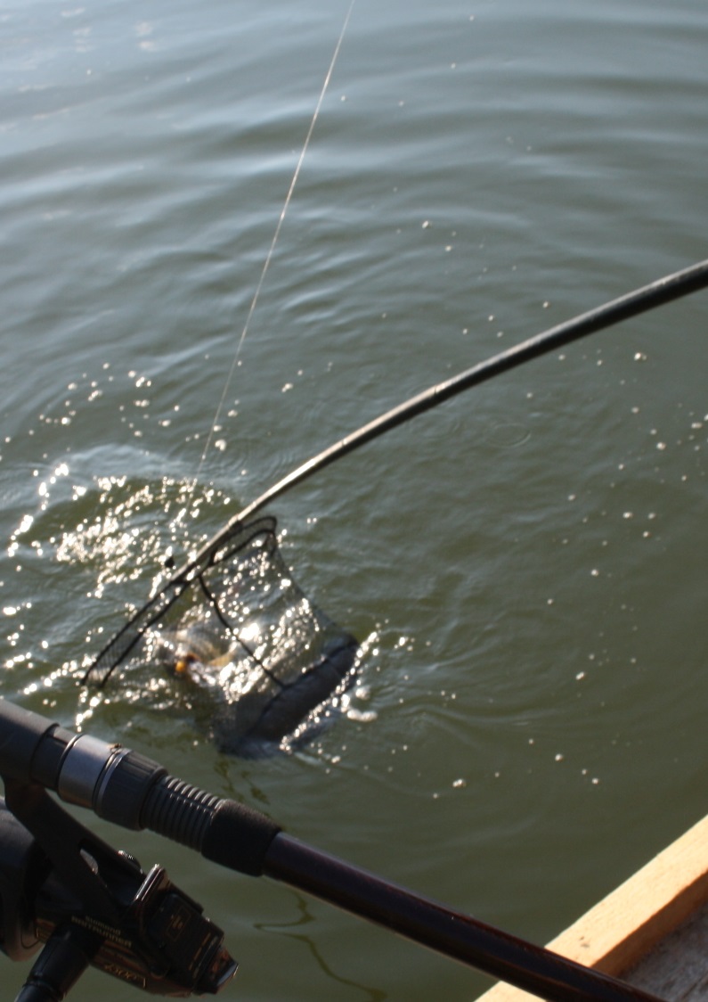 fisch2